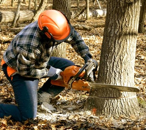 Tree Removal in Pelican Lake, WI